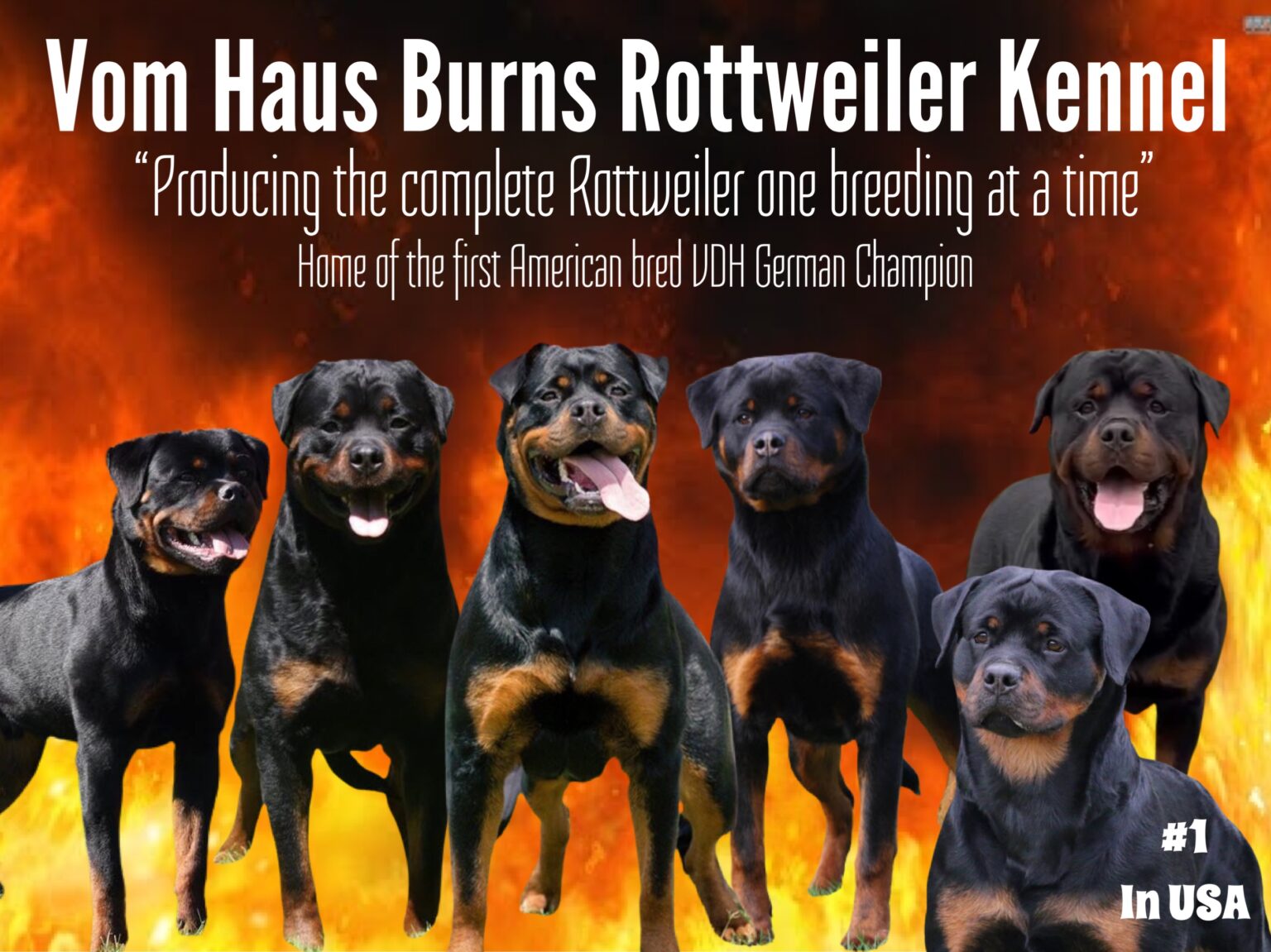 biologie na school Helder op Vom Haus Burns – "Producing the complete Rottweiler one breeding at a time"